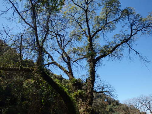 Bromeliad plants in a tree.